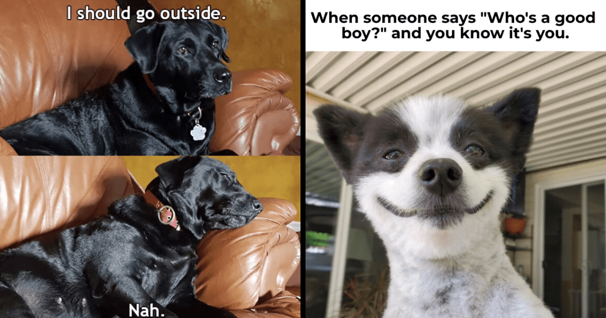 15 Emotional Support Memes of Wholesome Dogs That'll Make Your Want to
