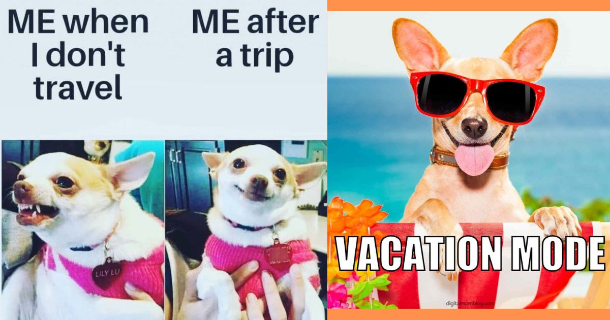 20+ Memes That Prove Your Dog Wants to Go on Vacation More Than You Do ...