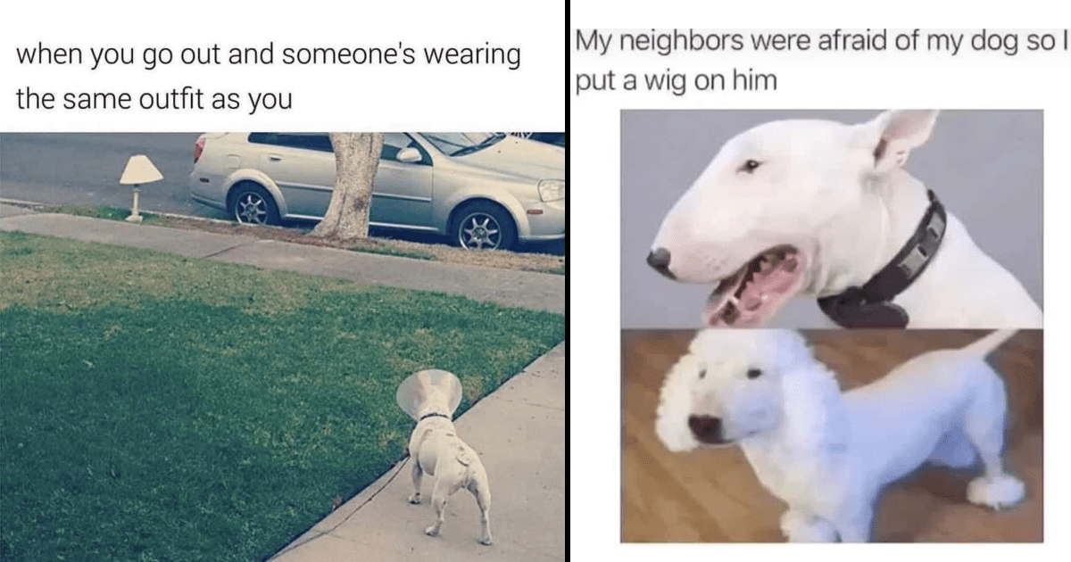Wholesome Wholesome Memes Funny Memes Funny Memes Animal Memes Funny Animal Memes Funny Dogs Cute