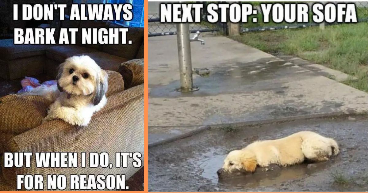 20+ Memes That Will Give You Flashback Nightmares of Your Dog’s Puppy ...