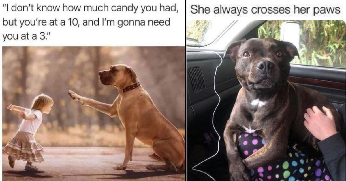 30+ Wholesome Animal Pics And Memes To Start The Weekend With A ...