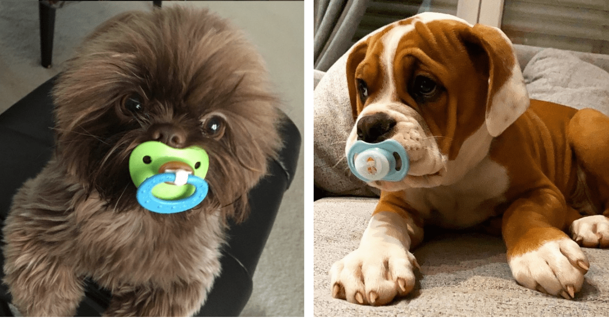 Puppy with a pacifier hotsell