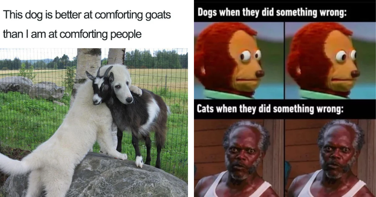 Barking Up The Funny Tree: 18 Tail-Wagging Dog Memes To Brighten Your ...