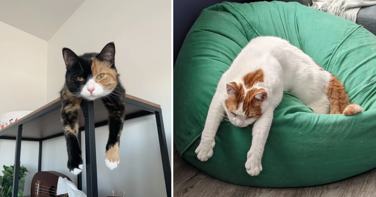 26 Adorable Cats Dangling Their Feetsies And Toe Beans A WhiskerTwitching Delight for Cat