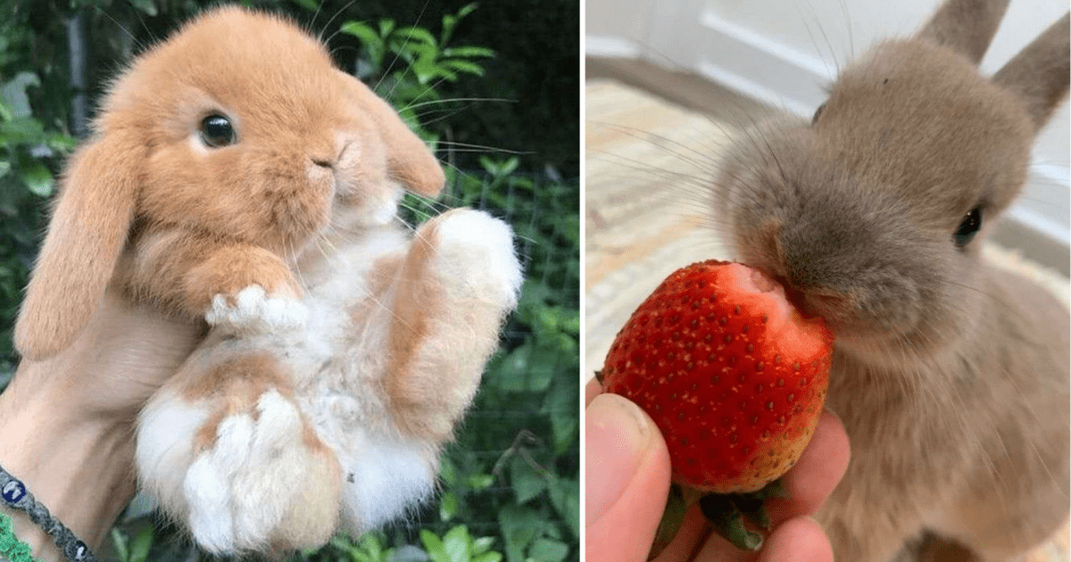 A Bunch Of Bunnies Not Doing Any Work Except Being Exceptionally Cute (24 Beautiful  Bunny Pics) - Animal Comedy - Animal Comedy, funny animals, animal gifs