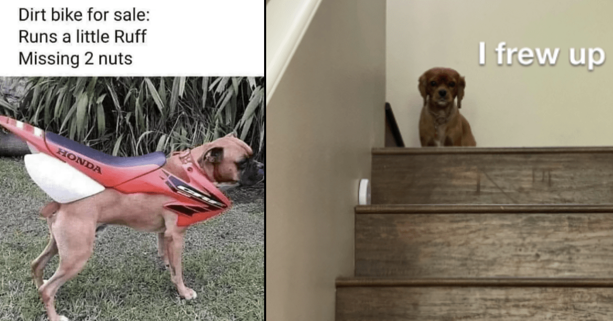 funniest funny dogs in costumes