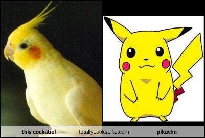 pikachu bird cockatiel