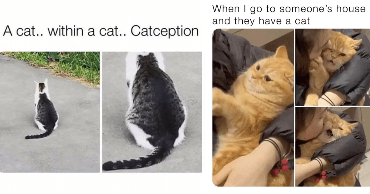 Finally Friday Feline Memes To Show Everyone In The Office Before You ...