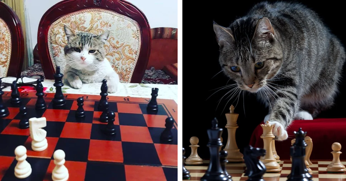 Cat vibing meme (Chess version) 