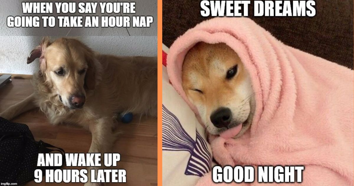 25+ Memes That Prove Your Doggo is Living For Nap Time More Than You