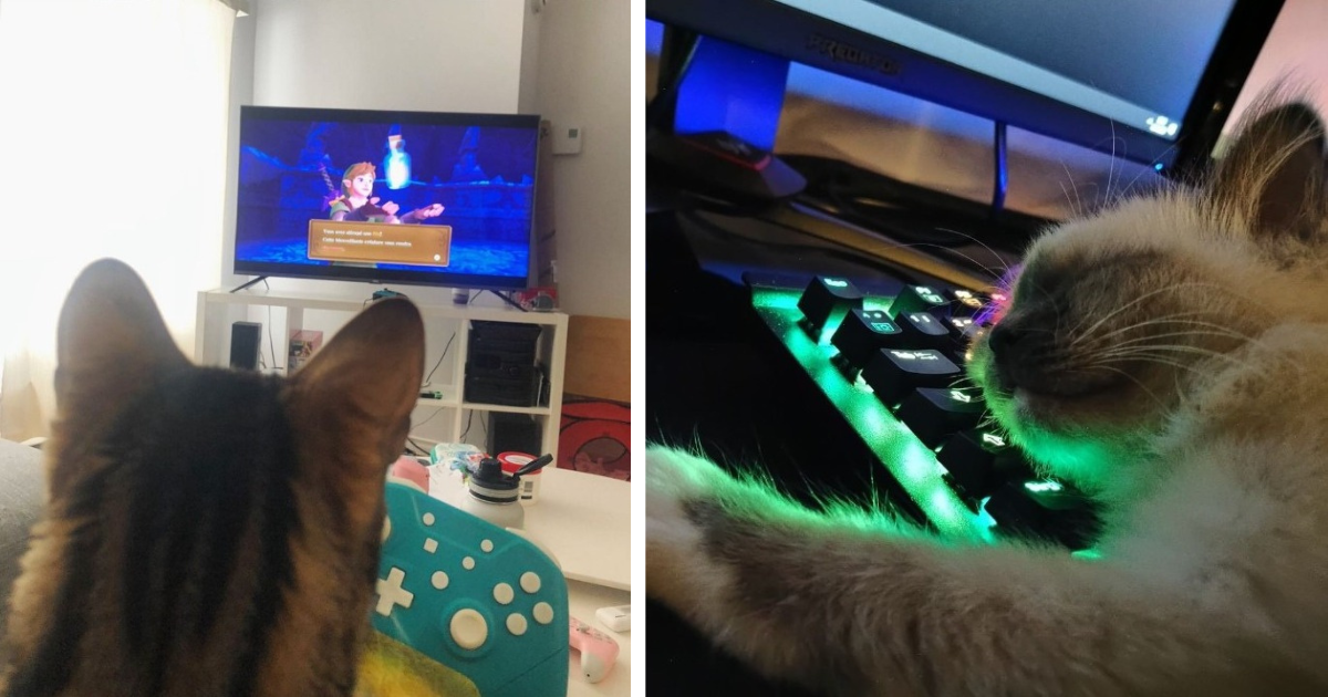 Paws And Play 18 Adorable Gaming Cats Who Have Their Claw Ntrollers