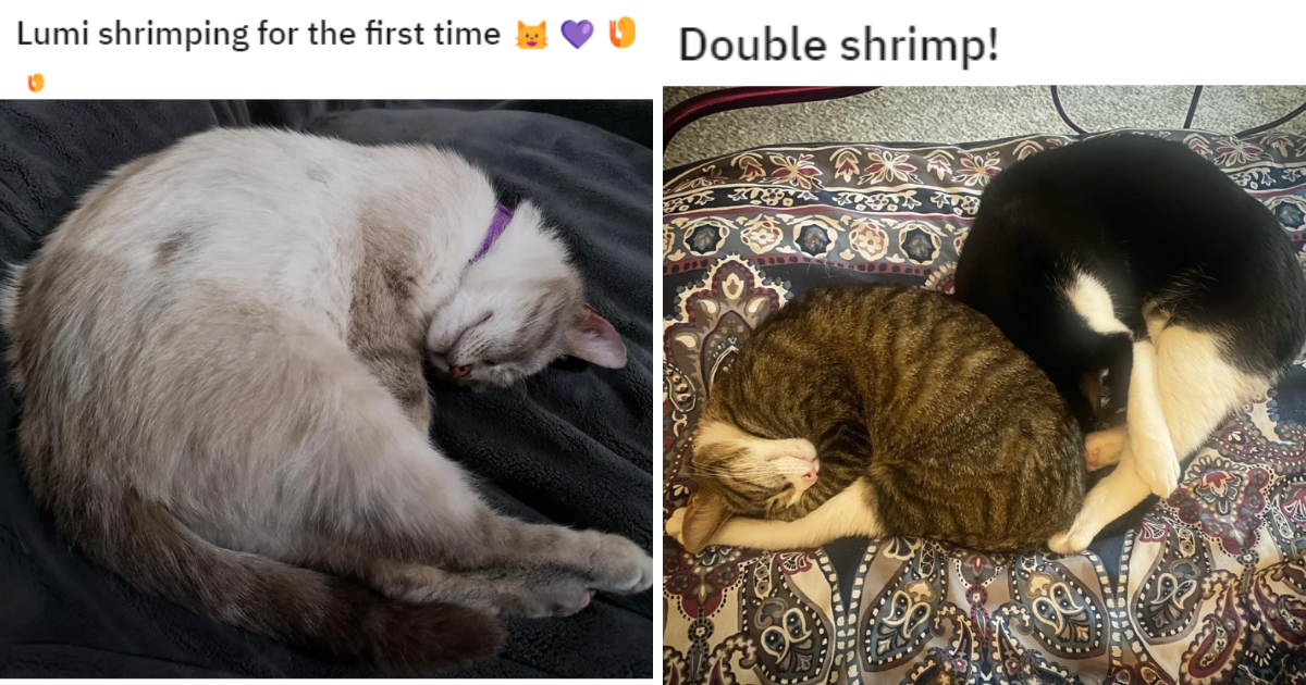 18 Cutie Felines Taking A Big Fat Sunday Afternoon Cat (Shrimp) Nap I