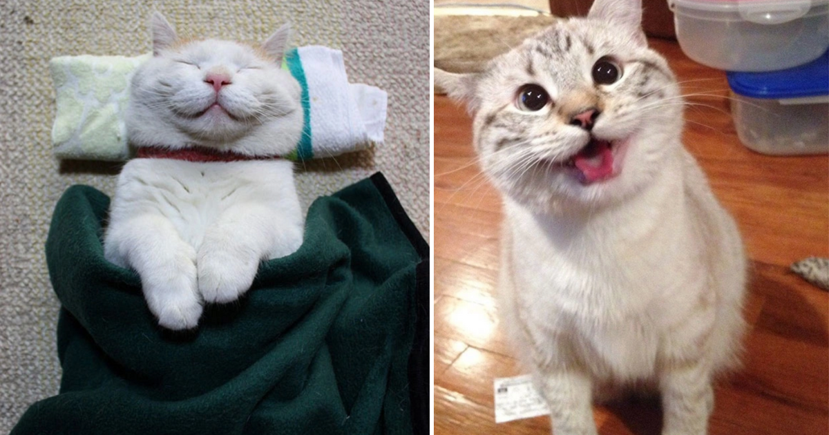 22 Perky Pouncers Grinning Like A Cheschire Cat And Experiencing Purrfect Feline Bliss