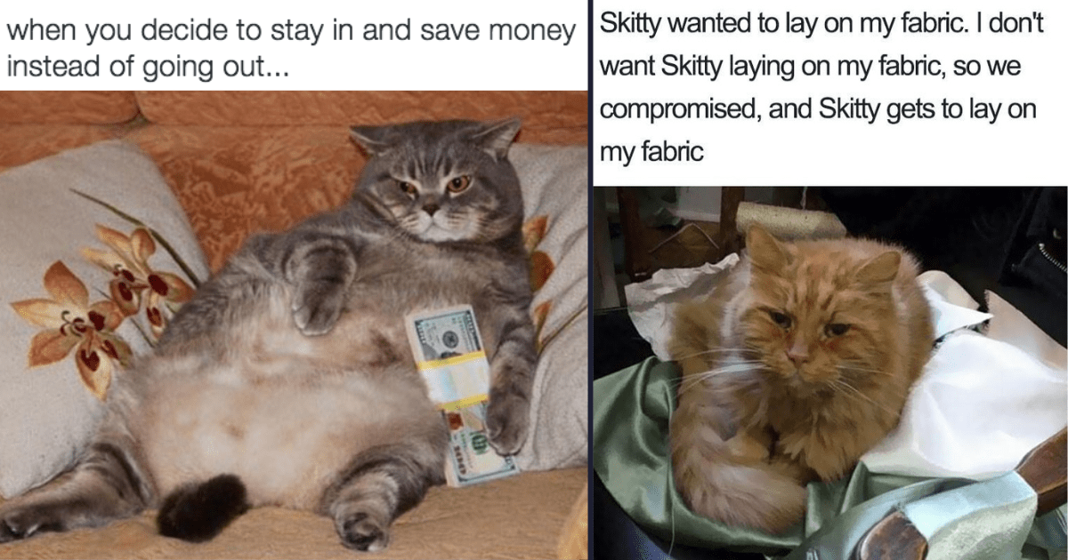 25+ Purrfect Cat Memes For All The Grumpy Cats On Monday Morning (May ...