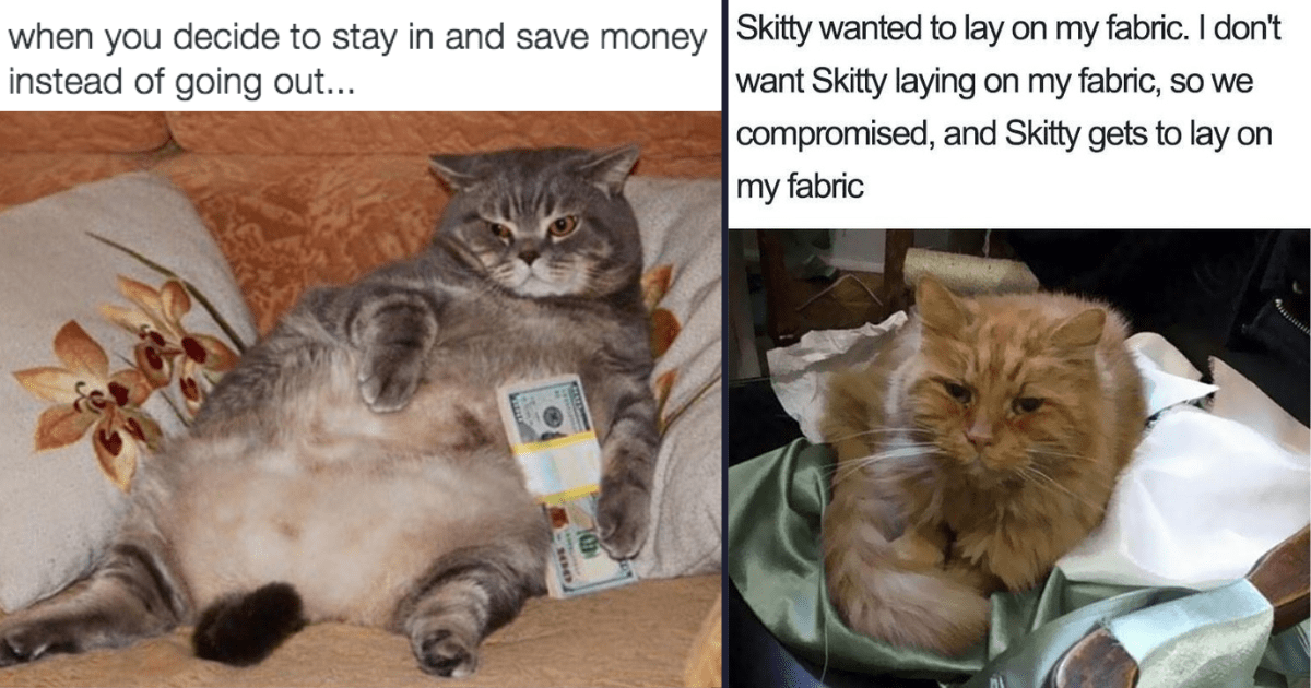 25+ Purrfect Cat Memes For All The Grumpy Cats On Monday Morning (May