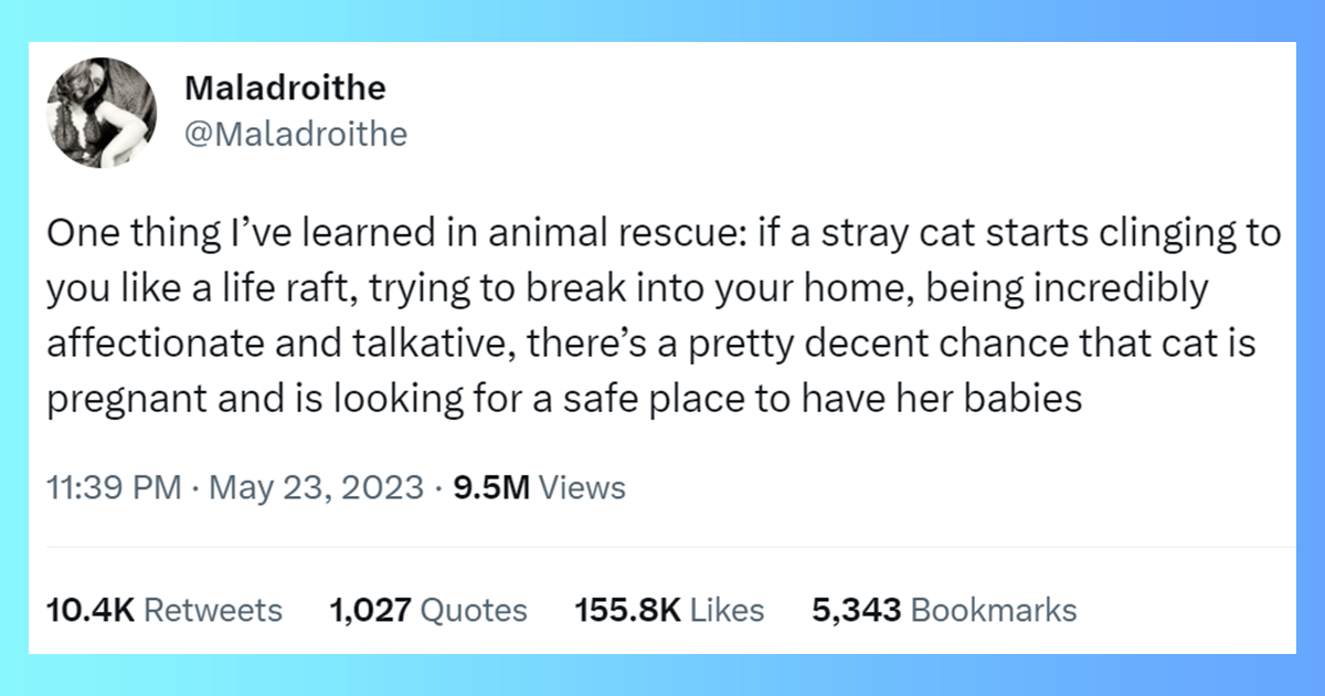 I Can Has Cheezburger Funny Animals Online Cheezburger
