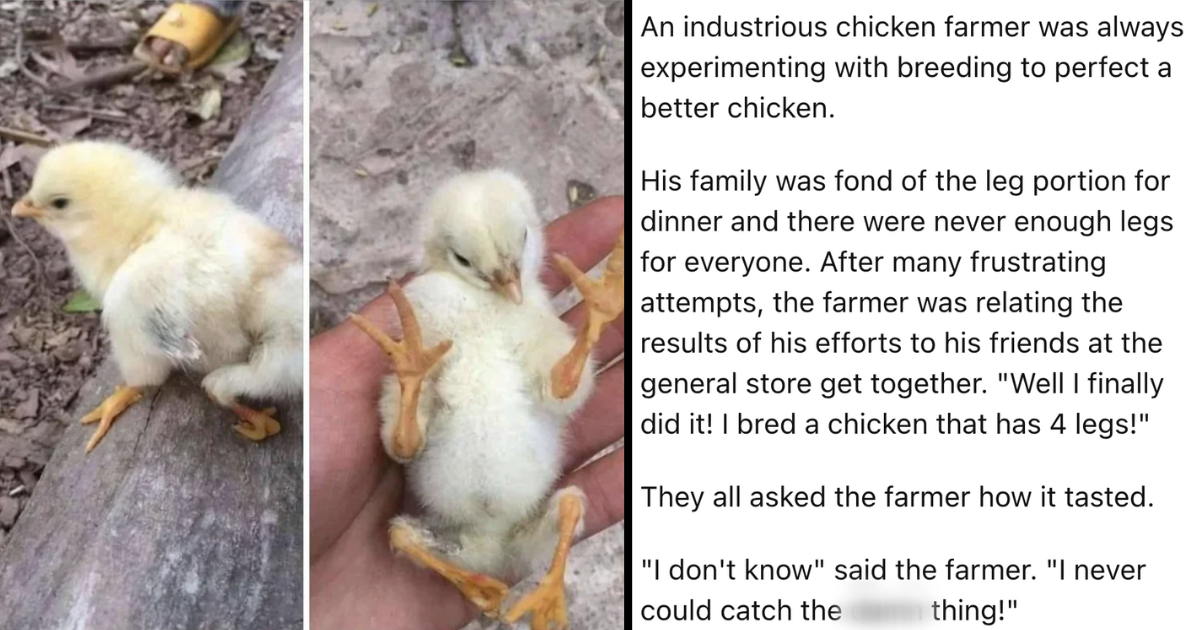 Reddit Thread Exposes Rare Chick Born With Four Legs Instead of Wings