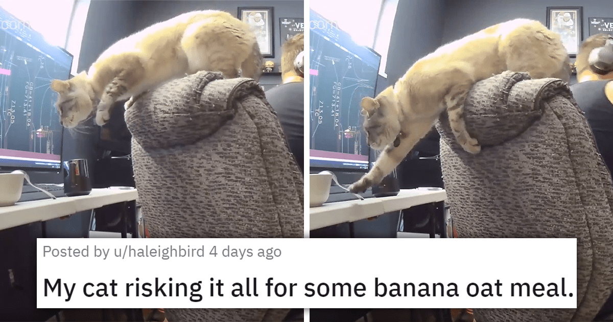 'My Cat Risking It All For Some Banana Oat Meal': Cat Sneakily Snatches ...