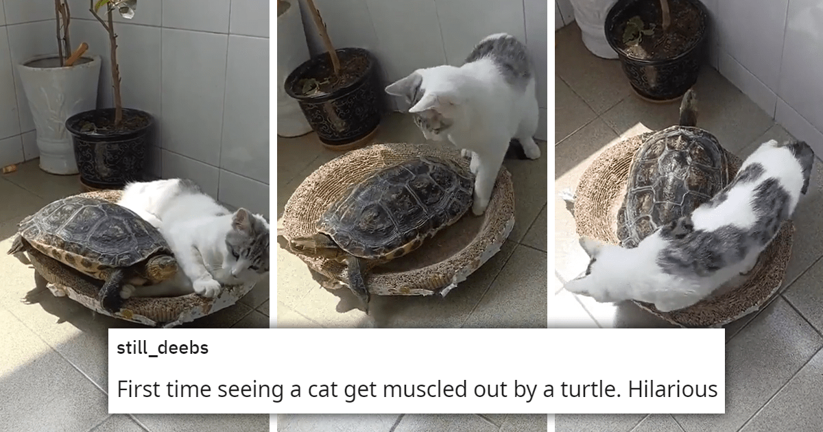 Turtle Hilariously Pushes A Very Confused Cat Out Of Bed, They End Up