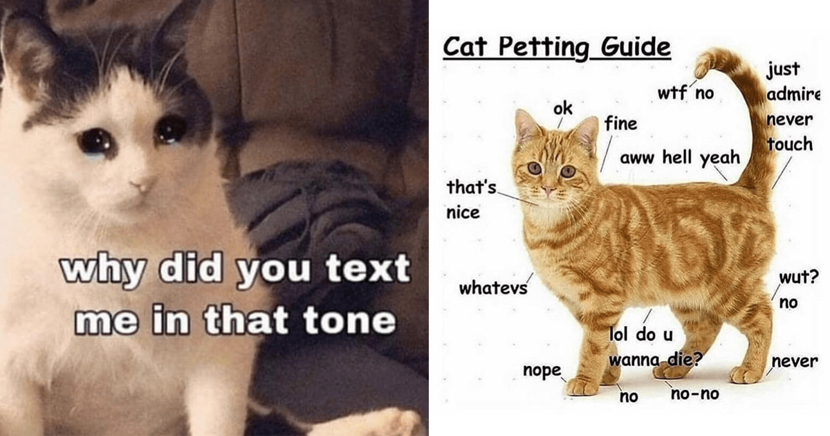 Funny Cat Memes That Are Safe For Animal Lovers With Allergies (May 31, 2023) Memebase Funny