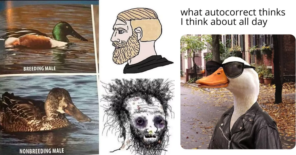 You Quack Me Up 21 Ducktastic Memes That Are Honking Funny Animal