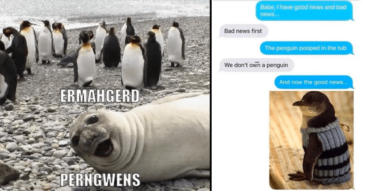 Dive Into The World Of Flippin' Funny Penguin Memes And Slide Right On