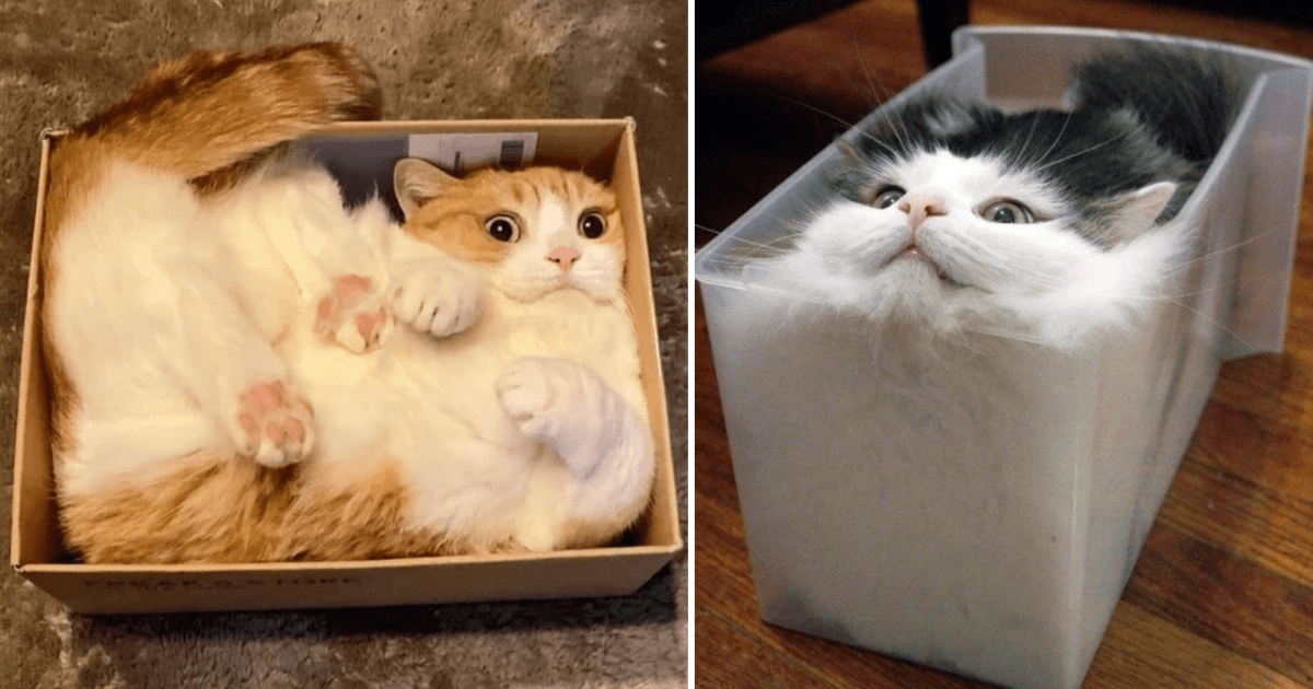 33 Pictures Of Cats And Boxes Thumbnail Includes Two Pictures Including Cat And Cat