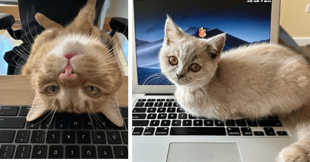 Why Do Cats Love Laptops? Why Your Cat Can't Keep Off Your, 54 OFF