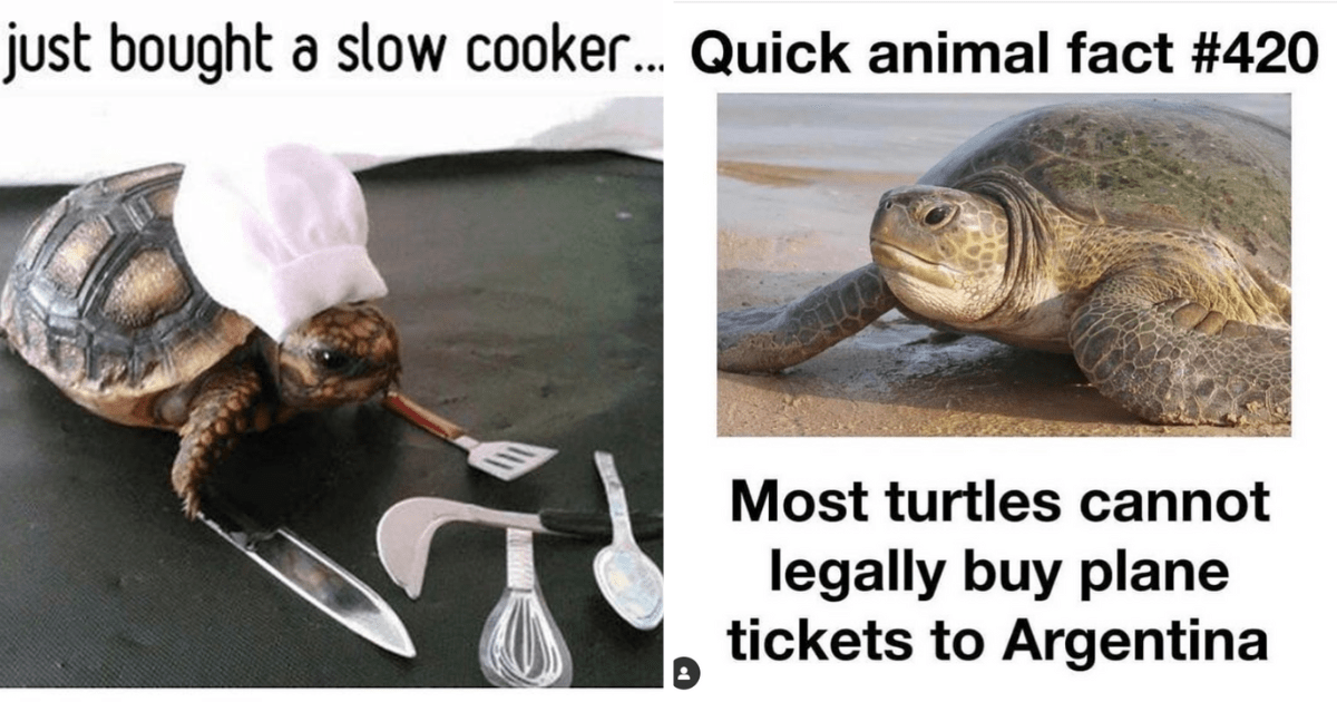 turtle meme