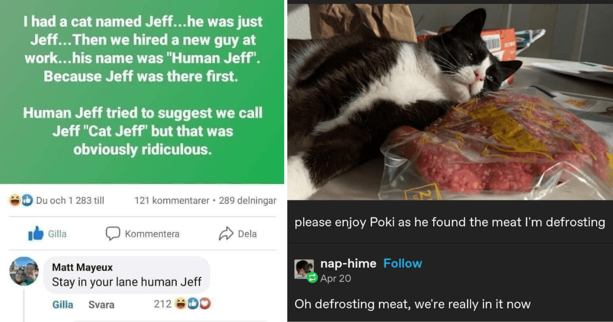 Treat Yourself With Some Funny Cat Memes - I Can Has Cheezburger?