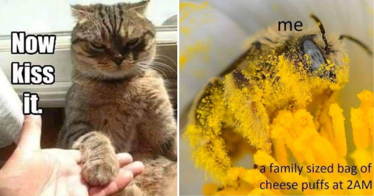 Dirty 30 30 Funniest Animal Memes For A Break From The Working In The