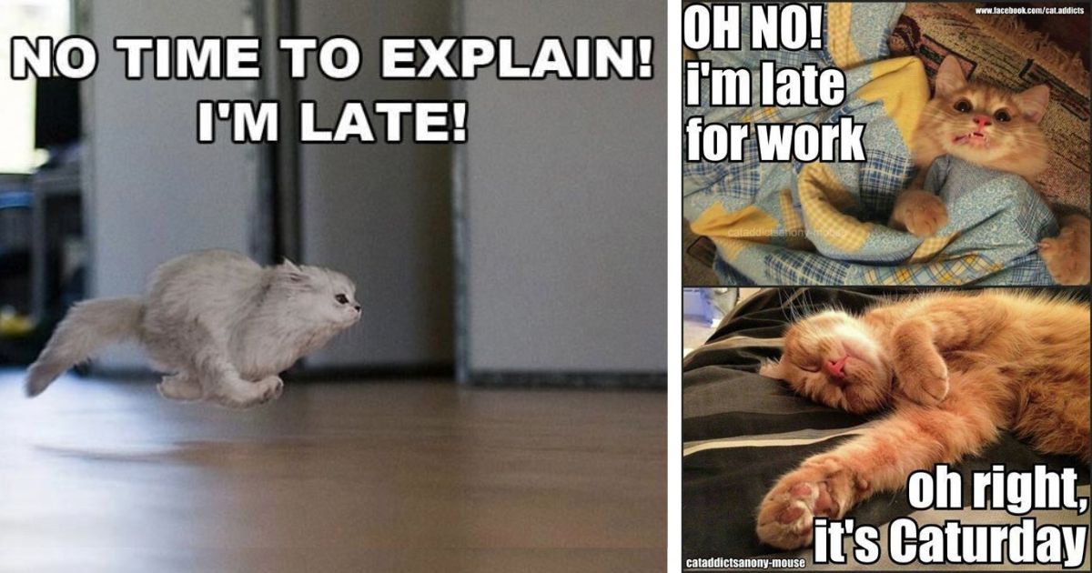30 Cat Memes You’ll Get if You’re Always Running Late - I Can Has ...