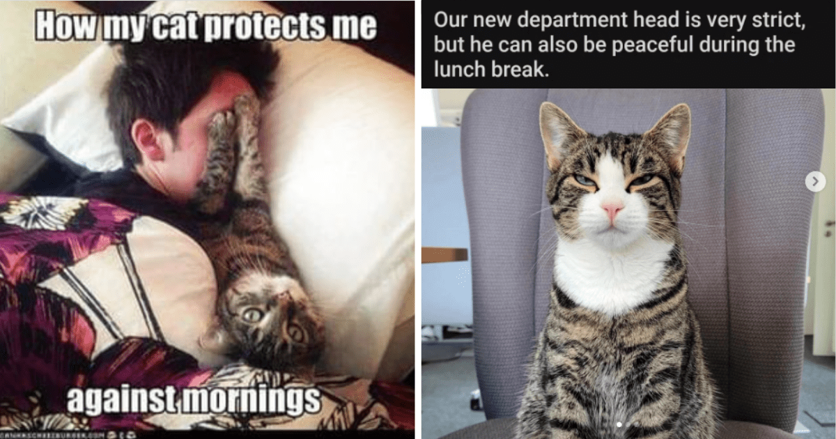 Mid Week Funny Feline Memes To Find Your Inner Purr - I Can Has ...