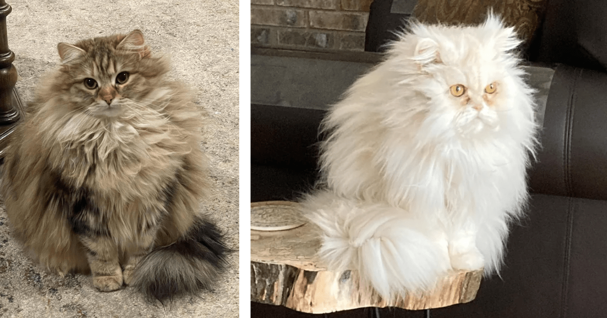 fluffiest cat