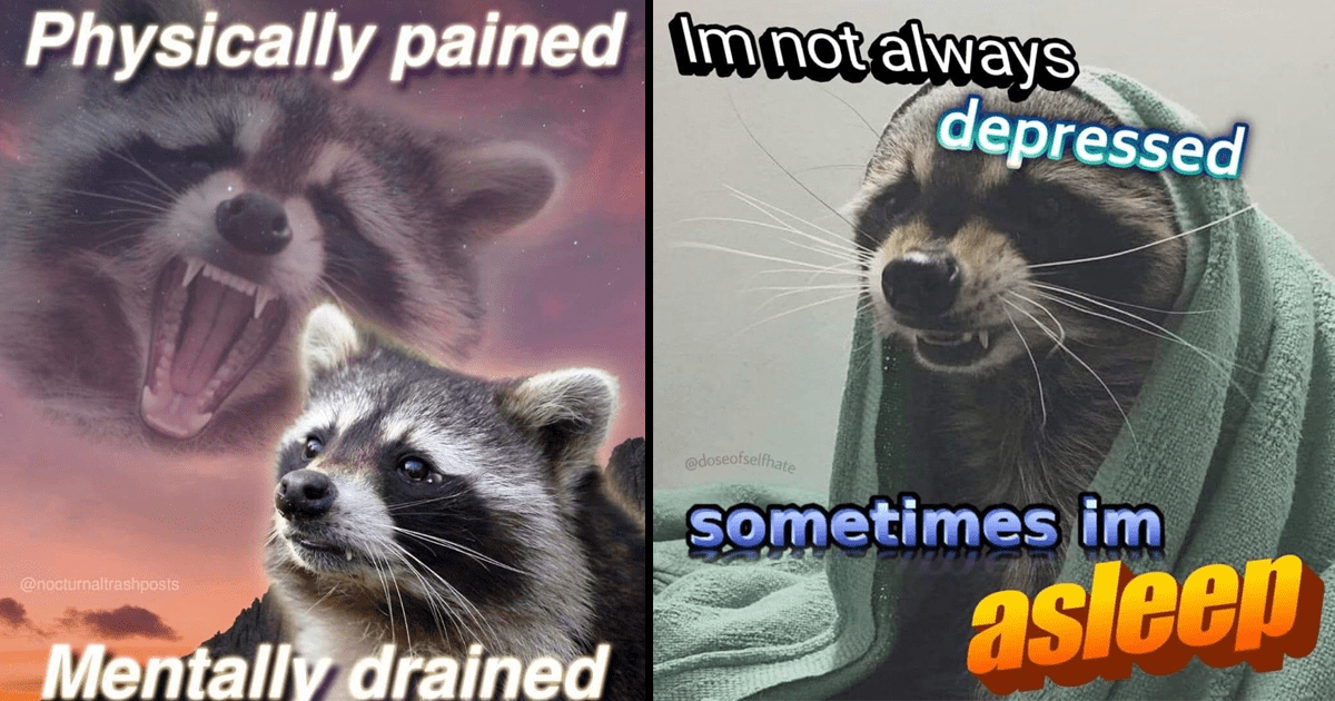 pun raccoon meme