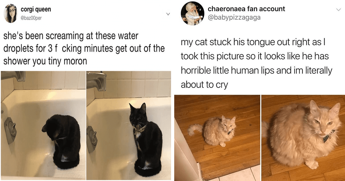 Halfway To Caturday: Purrfectly Funny Cat Memes And Tweets (June 14 ...