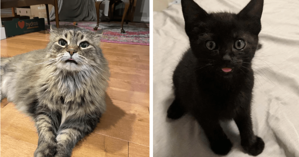 Fabulous Feline Blep Parade: 16 Pawdorable Pics Of Cute Cats And ...