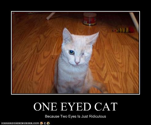 ONE EYED CAT - Cheezburger - Funny Memes | Funny Pictures
