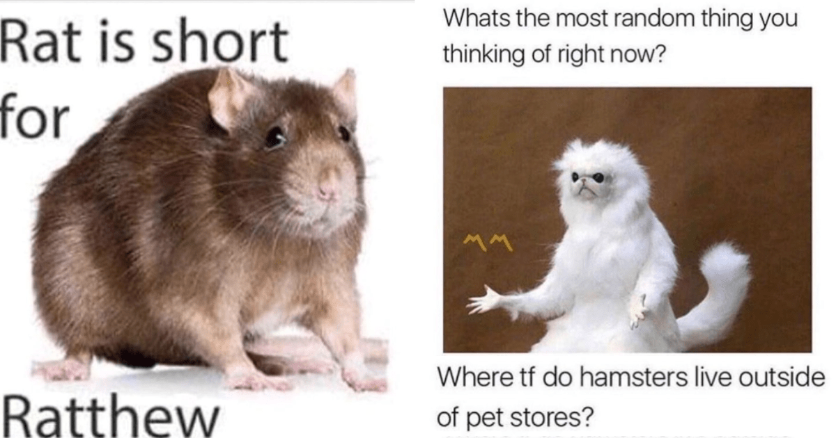 19 Tiny Rodent Memes To Share With The Rat Living In Your Pantry ...