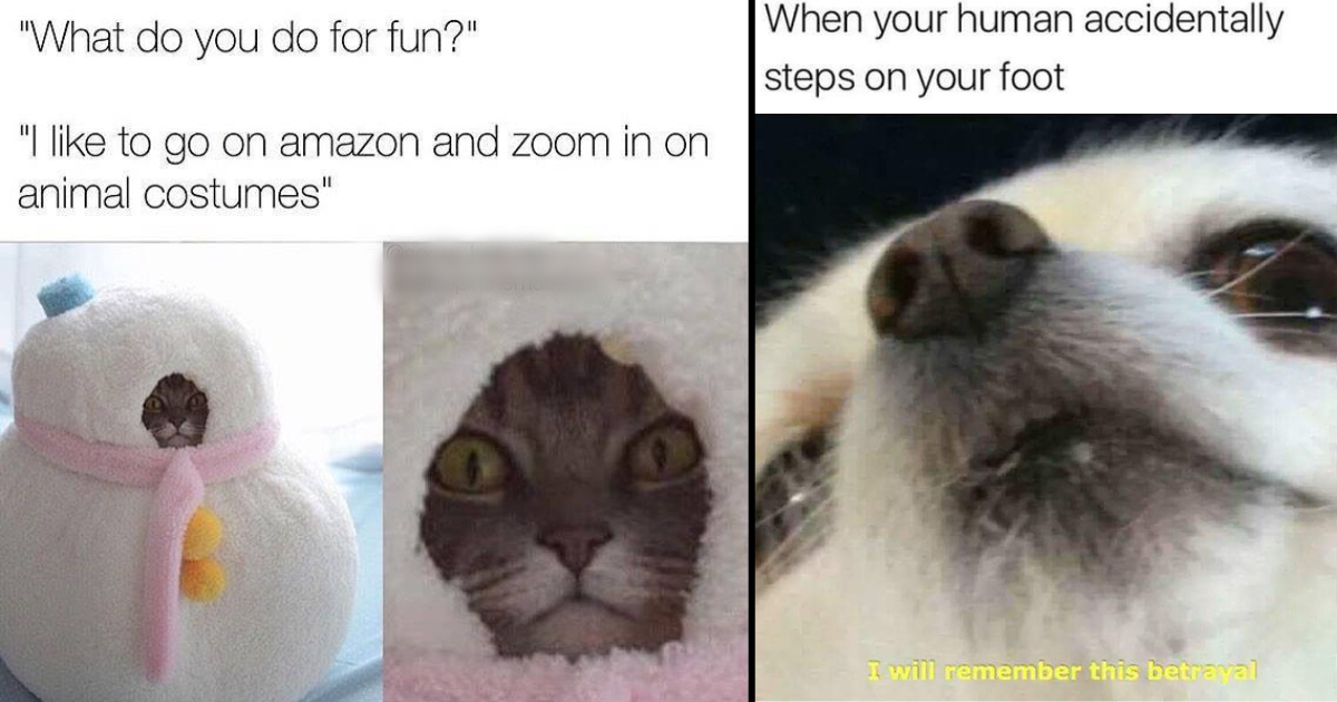 24 Funniest Animal Memes For Some Precious Procrastination While
