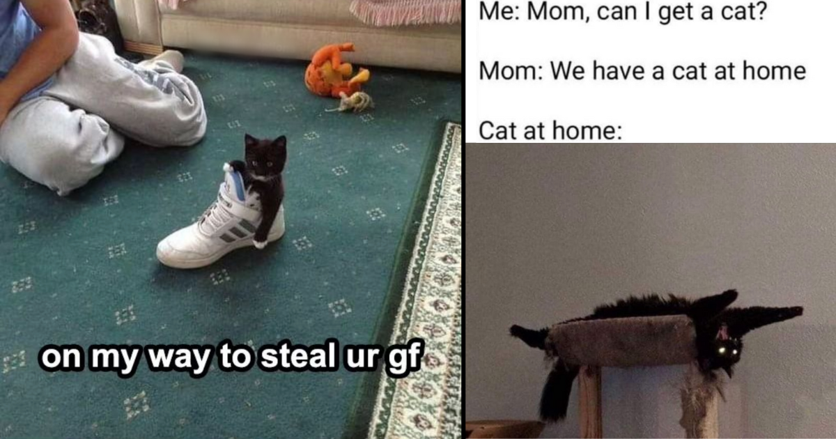 24 Pawsitively Silly Cat Memes That Purrfectly Sum Up How Crazy Cats