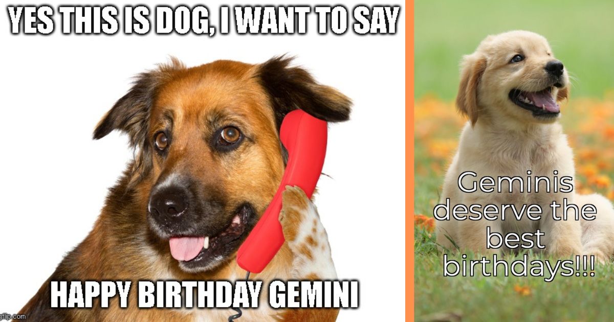 happy birthday funny dog