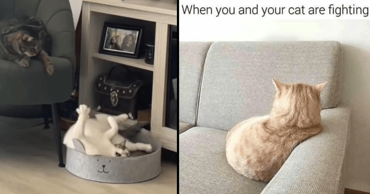 35+ Hilarious Cat Memes To Help You Laugh Through The Pain Of Finishing ...