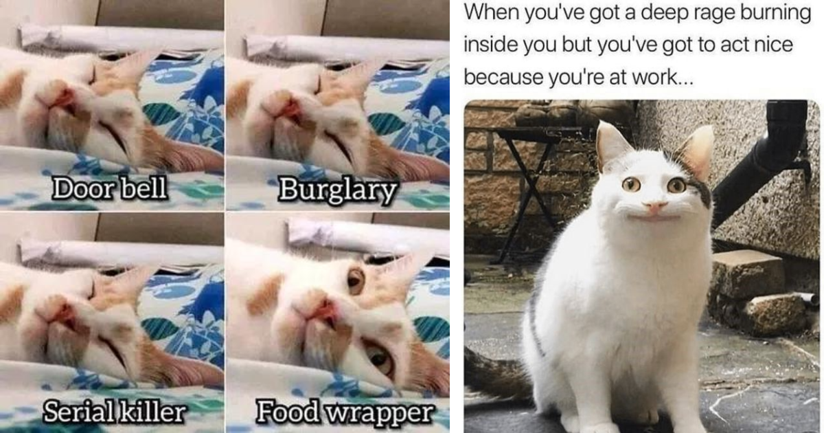 Feline Funny 21 Cat Memes Guaranteed To Tickle Your Whiskers I Can 