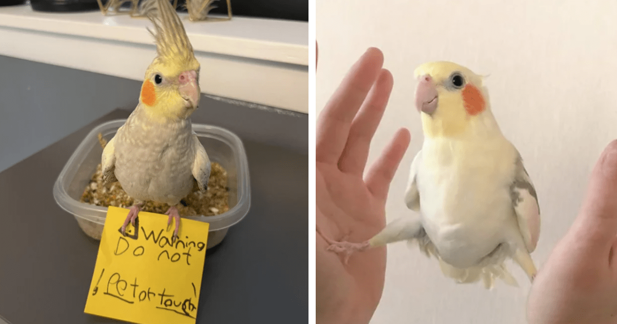 Cute cockatiel shop