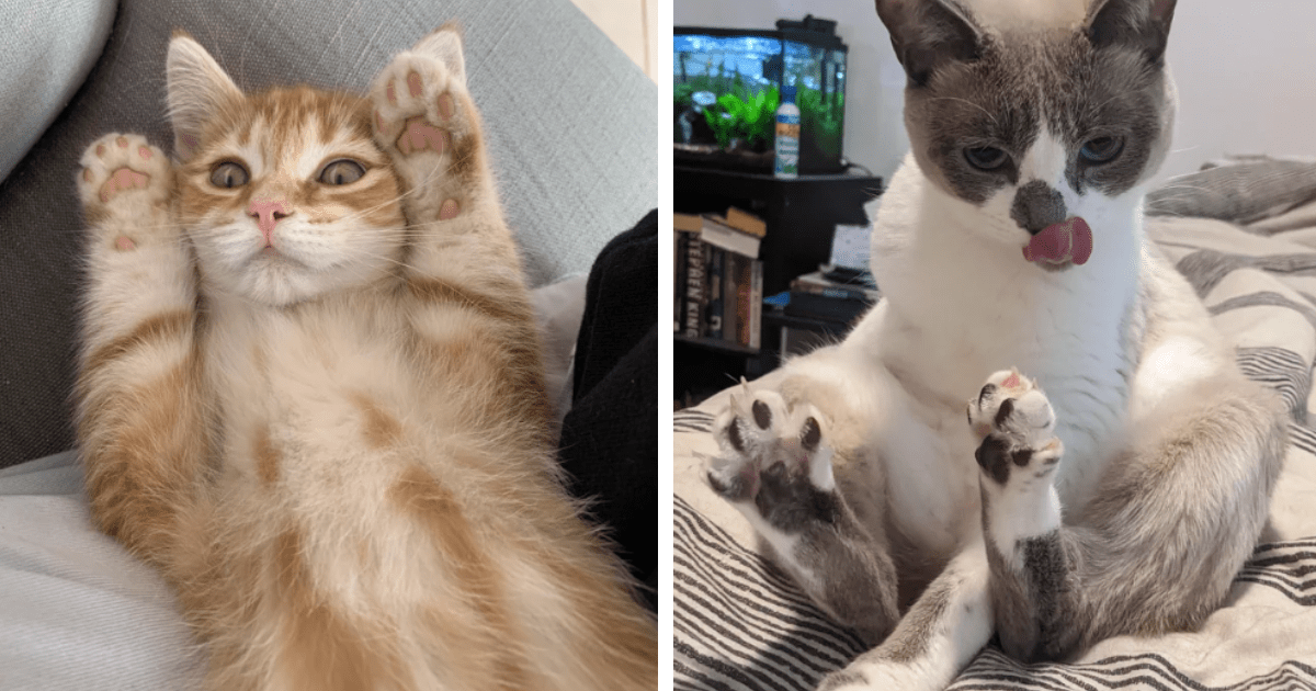 Don't Get Jelly Of These Beans: 16 Purrfect Pics of Pawdorable Kitties ...