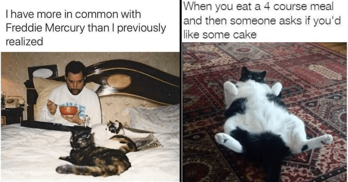 30+ Funniest Cat Memes Full Of Whisker-Tickling Comedy To Scroll