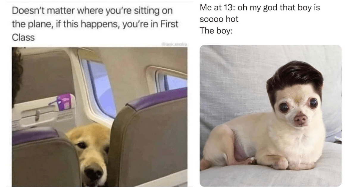 dog meme