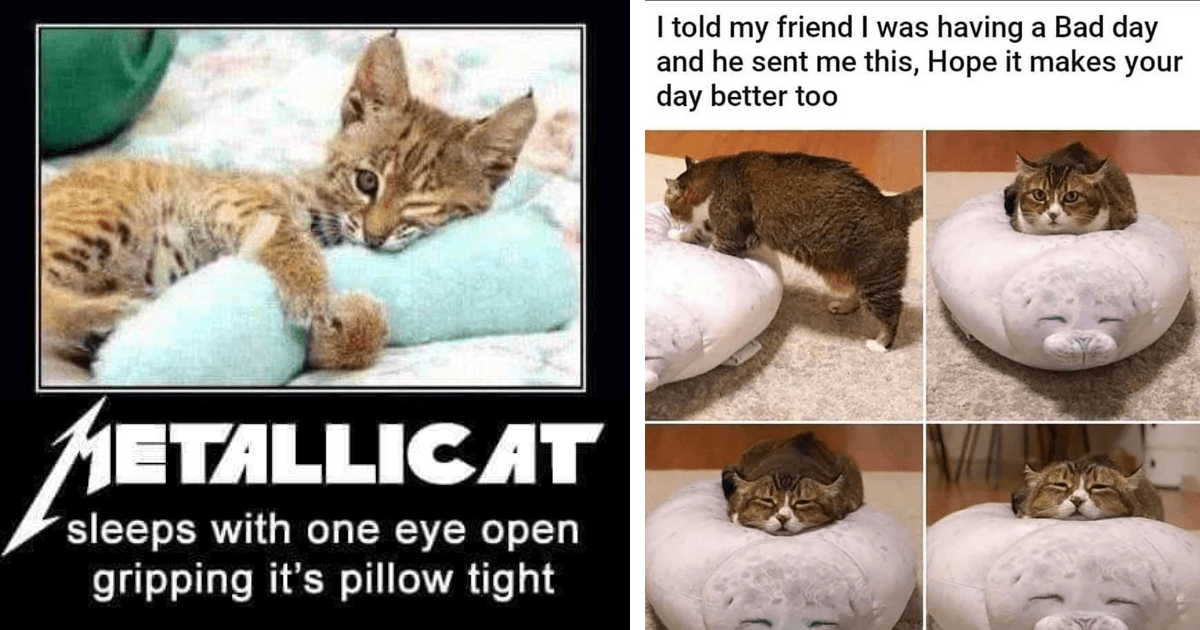 Feline Funny 20 Purr Fect Cat Memes Thatll Have You Purring With Laughter I Can Has Cheezburger 1211