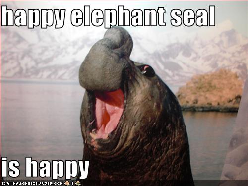 happy elephant seal is happy - Cheezburger - Funny Memes ...